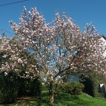 Magnolienbaum im Frühjahr