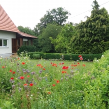 Blumenwiese im Juni