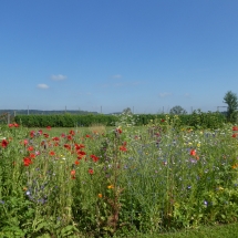 Blumenwiese im Juni