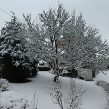 Magnolienbaum im Winter
