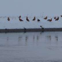 Winter am Illerkanal